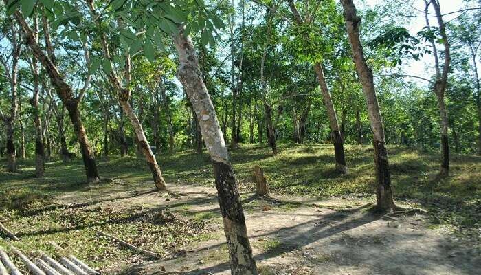 The rubber plantations in Wandoor