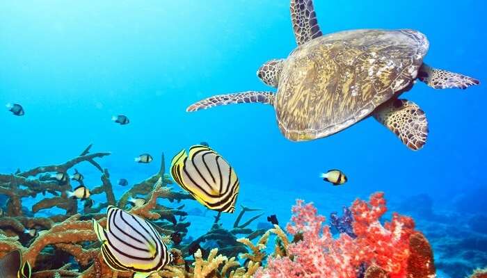 Swim to the depths of the Andaman Sea at the certified Phi Phi Island Dive Village